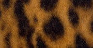 TEDDY BEAR CAR COAT #8